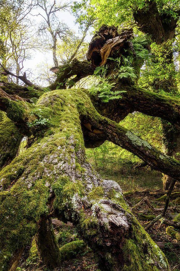 Dreamy tree by Matteo Viviani Dreamy tree by Matteo Viviani