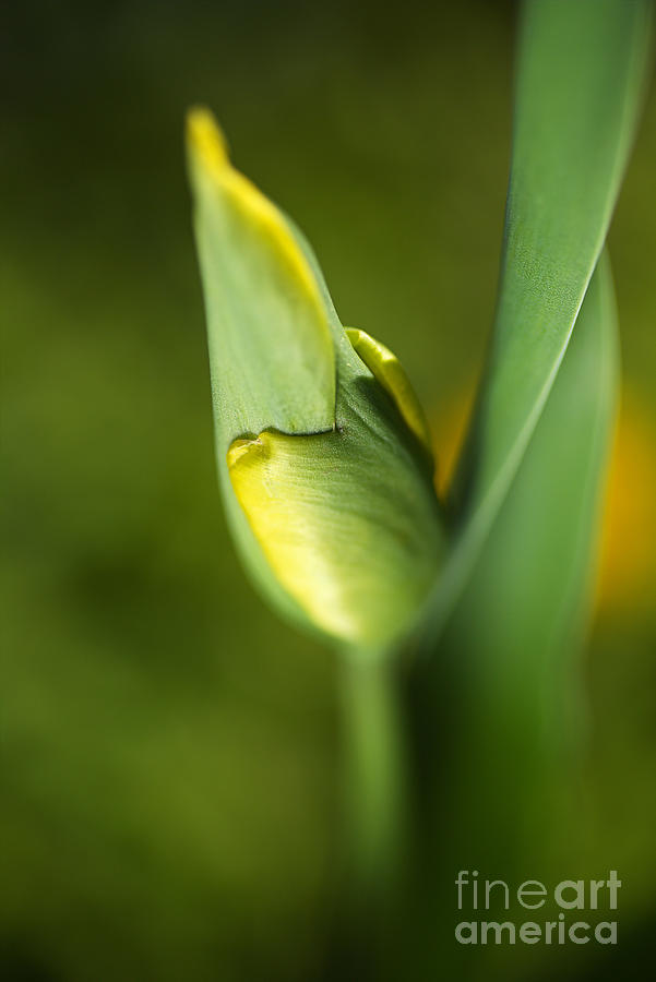 Spring Photograph - Dreamy Tulip Bud Of Spring  by Joy Watson