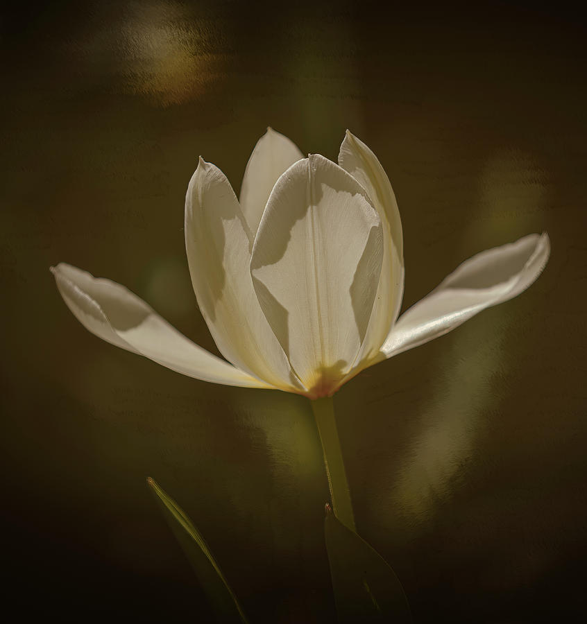 Dreamy tulip #i7 Photograph by Leif Sohlman
