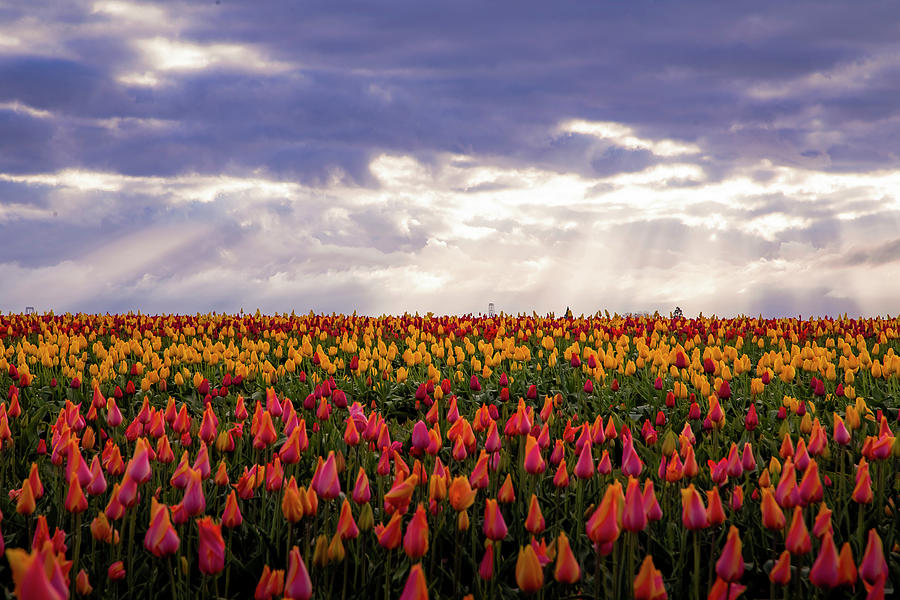 Dreamy Tulips Photograph by Vincent James Dreamy Tulips Photograph by Vincent James