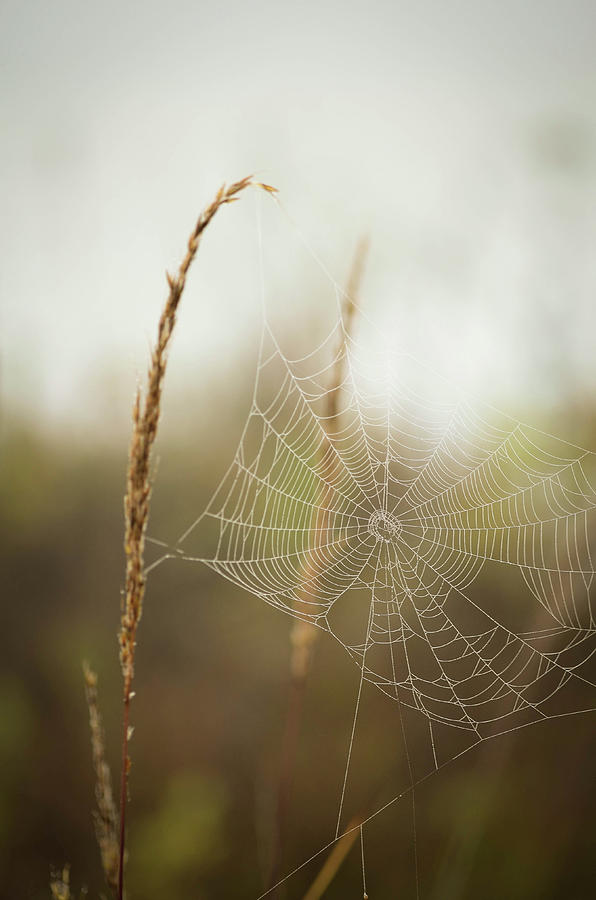 Dreamy Webs by Nikki Watson McInnes Dreamy Webs by Nikki Watson McInnes