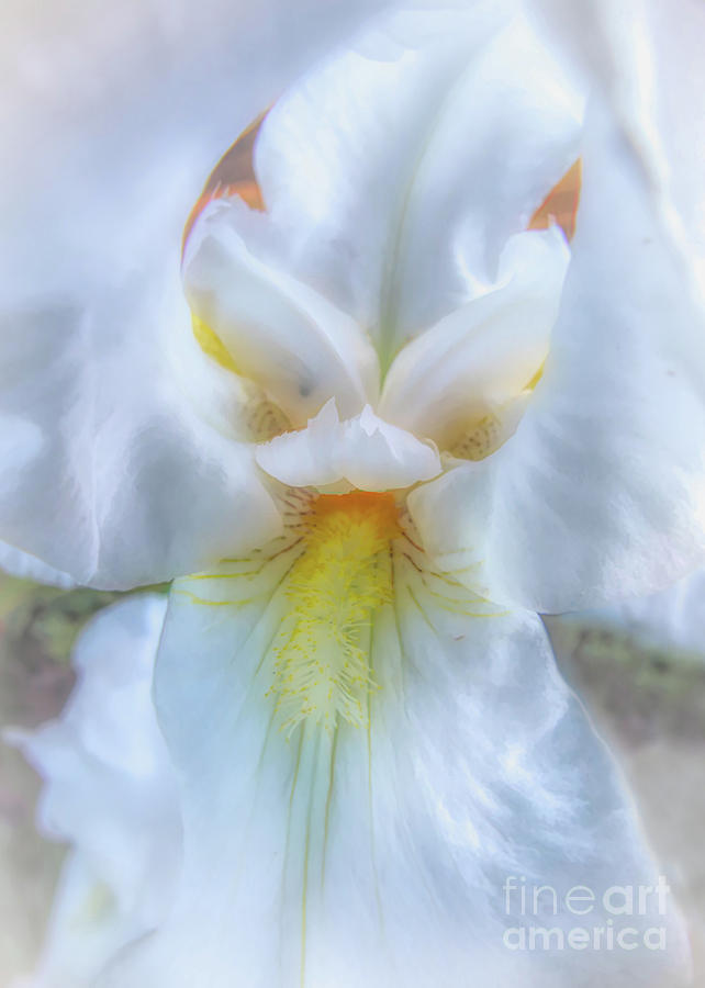 Iris Photograph - Dreamy White Iris by Amy Dundon