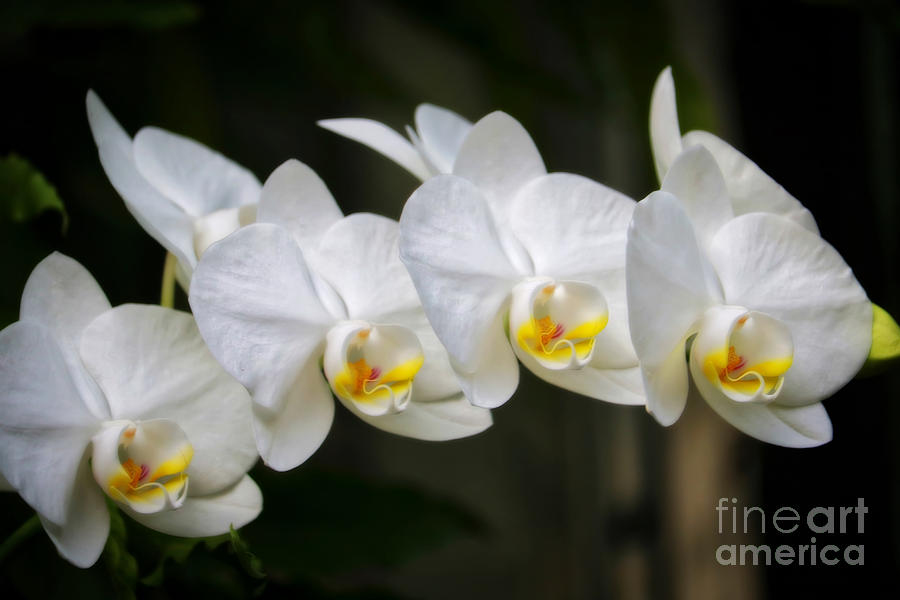 Dreamy White Orchids Photograph by Carol Groenen