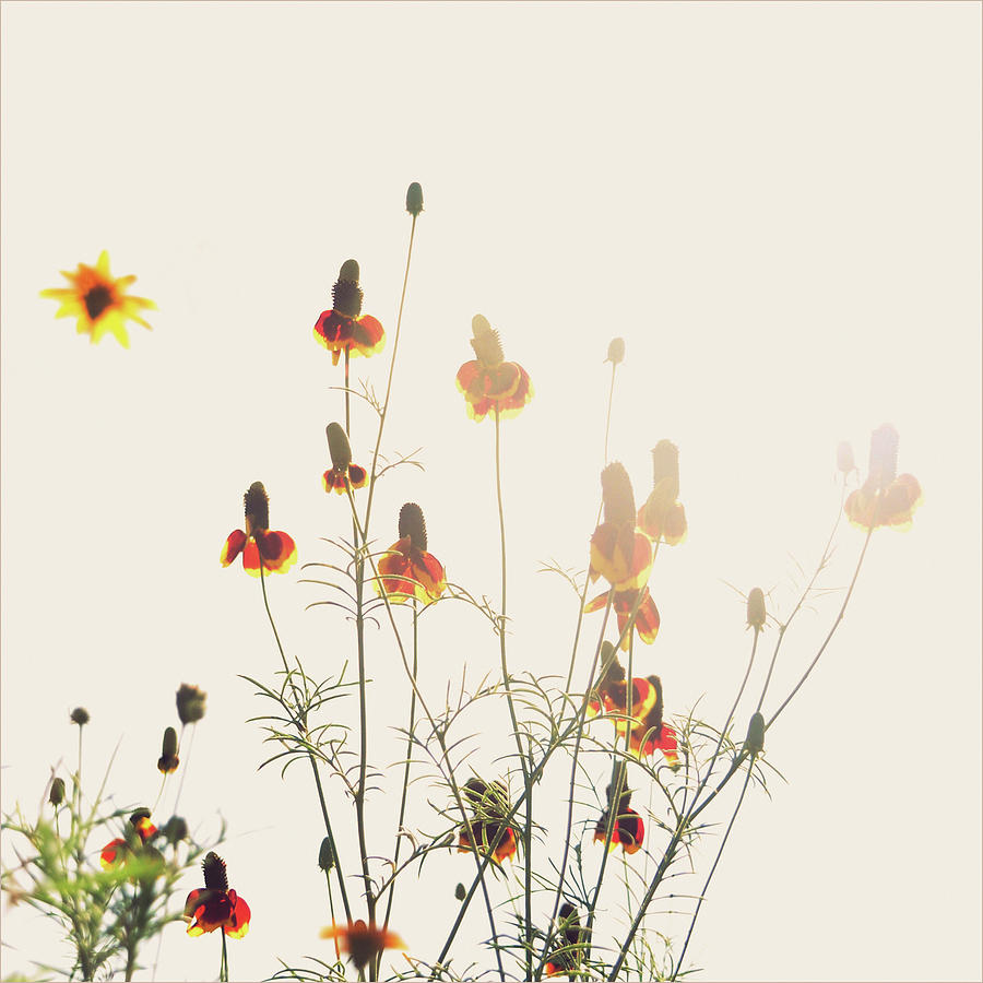Dreamy Wildflowers Photograph by Meredith Winn Photography