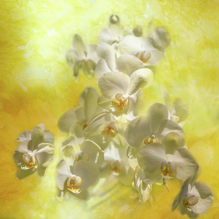 Orchid Photograph - Dreamy Yellow Orchids by Lorraine Baum