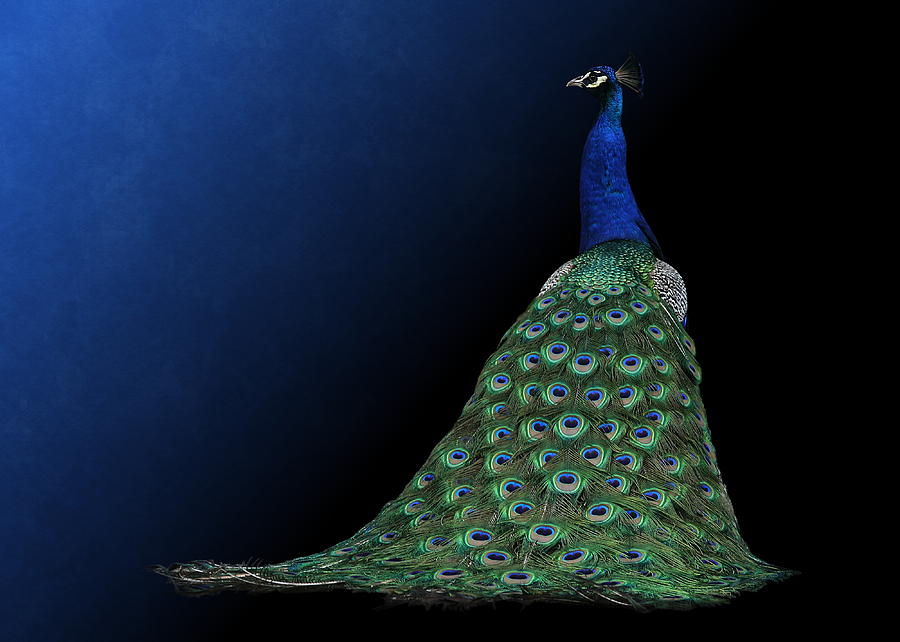 Dressed to Party - Male Peacock by Debi Dalio Dressed to Party - Male Peacock by Debi Dalio