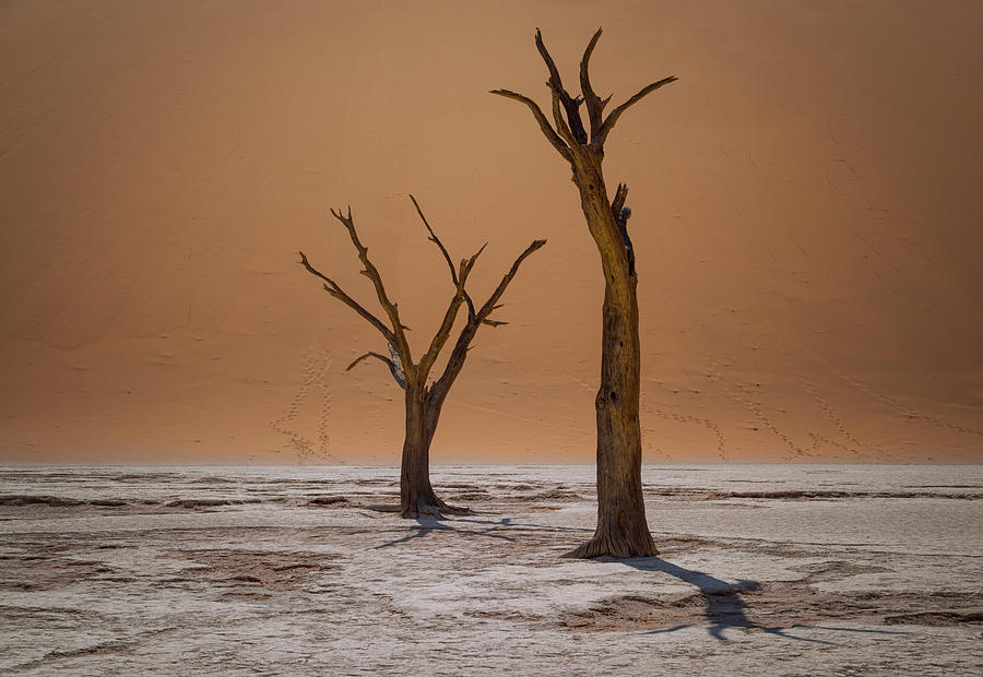 Landscape Photograph - Dried Acacias In Dead Vlei by Carmenvillar