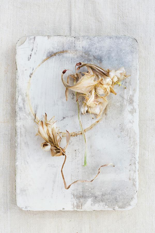 Dried Amaryllis Flowers On Old Lithographic Stone Photograph by Sabine Lscher