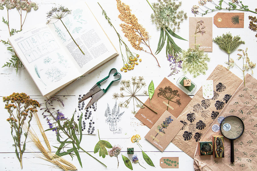 Dried And Pressed Plants, Botanical Book And Printed Patternes Photograph by Syl Loves