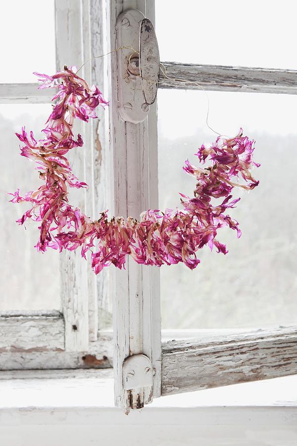 Dried Christmas Cactus Flowers Threaded On Wire In Front Of Old Wooden Window Photograph by Sabine Lscher