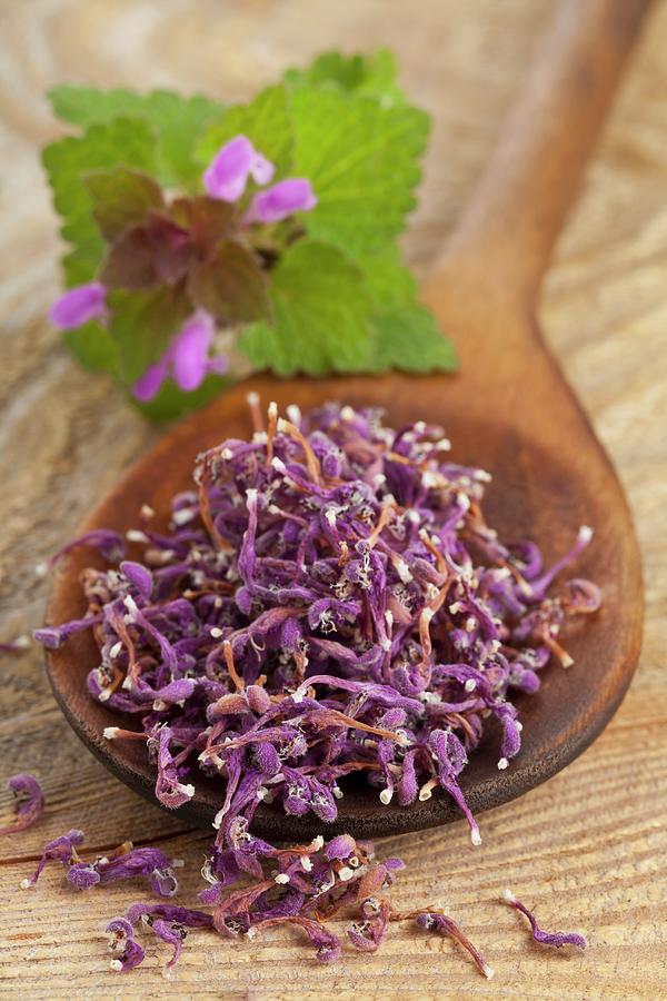 Dried Deadnettle Flowers For Wild Herb Tea On A Wooden Spoon Photograph by Shawn Hempel