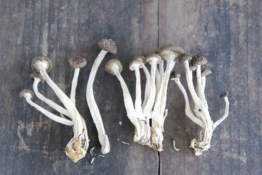 Dried Enoki Mushrooms japan Photograph by Martina Schindler