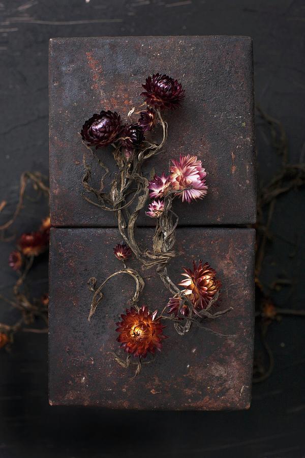 Dried Everlasting Flowers On Rusty Panels Photograph by Sabine Lscher