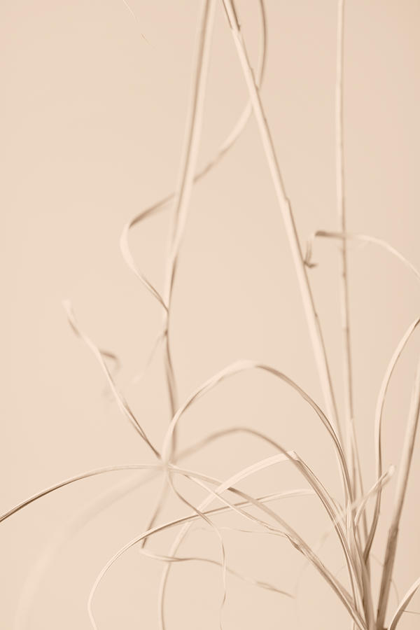 Dried Grass Beige 01 Photograph by 1x Studio Iii