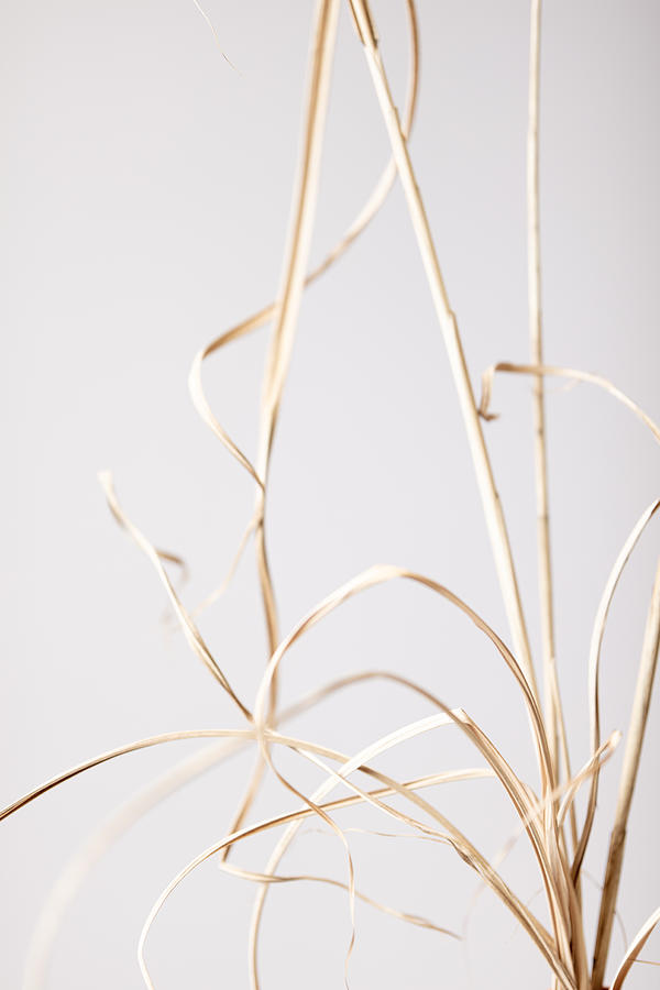 Dried Grass Grey 01 Photograph by 1x Studio Iii