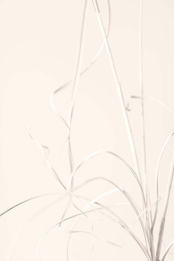 Dried Grass Light Beige Photograph by 1x Studio Iii