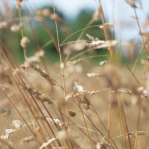 Dried Grass Out Of Focus Photograph by Scott Lyons