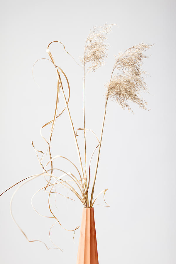 Dried Grass Terracotta Photograph by 1x Studio Iii