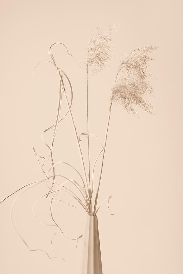 Dried Grass Vase Beige Photograph by 1x Studio Iii