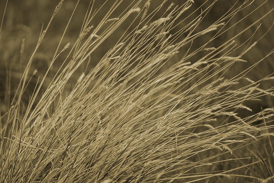 Dried Grasses in Sepia - Utah Photograph by Colleen Cornelius