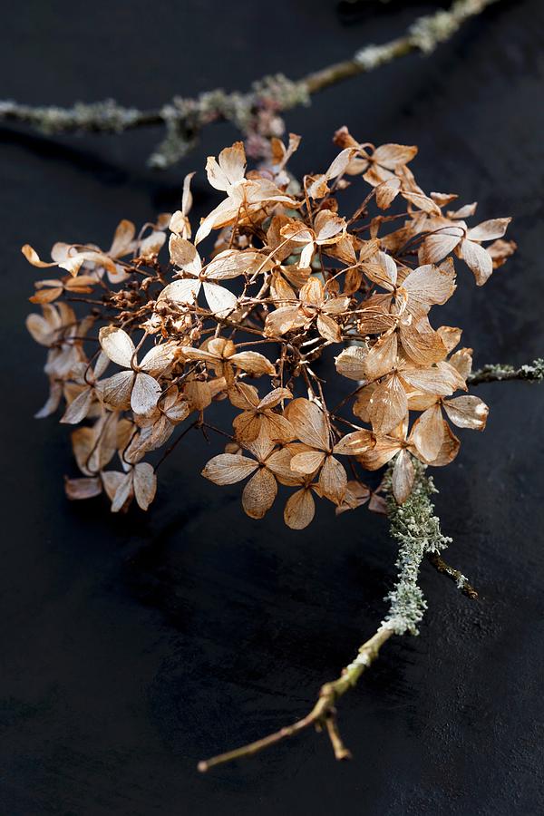 Dried Hydrangea Flowers Metal Print