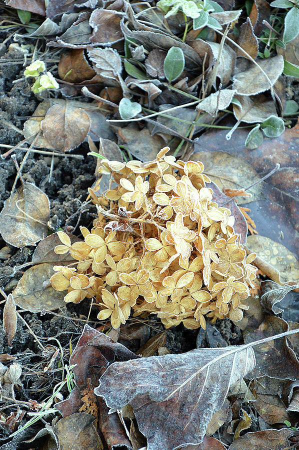 Dried Hydrangea Blossom In Winter Photograph by Christin By Hof 9