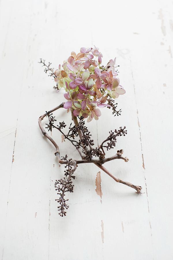 Dried Hydrangea Flower And Dried Grapevine On White Wooden Surface Photograph by Sabine Lscher