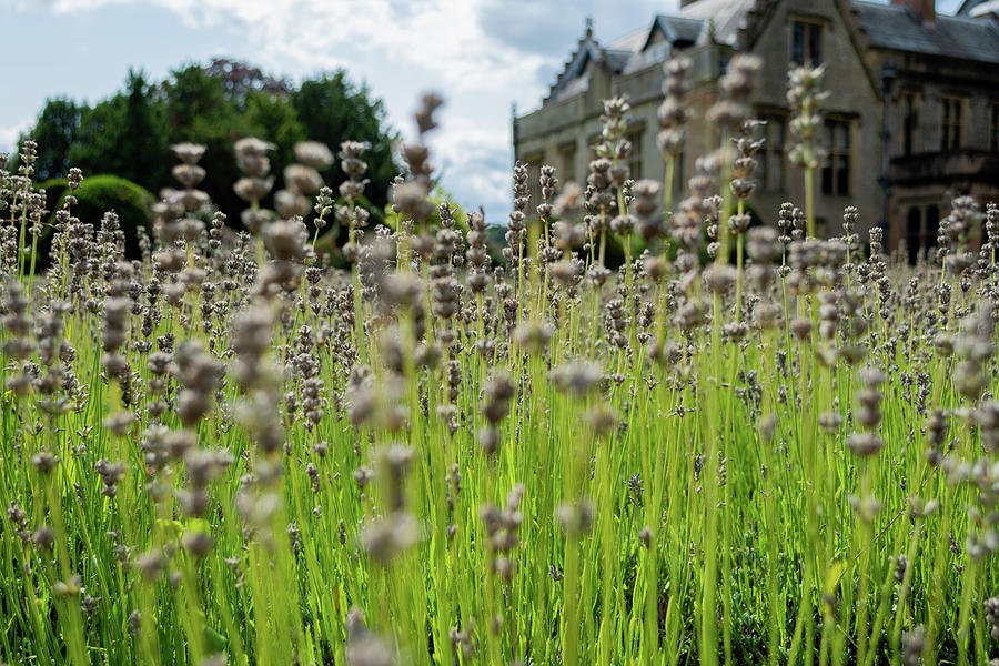 Dried lavendar at Newstead Abbey Photograph by Scott Lyons