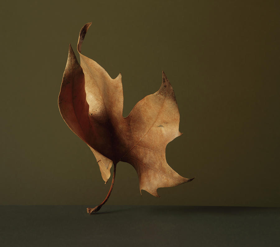 Dried Leaf Photograph by Paul Taylor