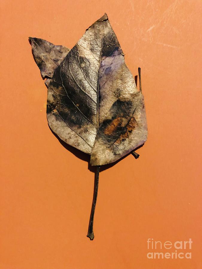 Dried Leaves Photograph by Erika Jean Chamberlin