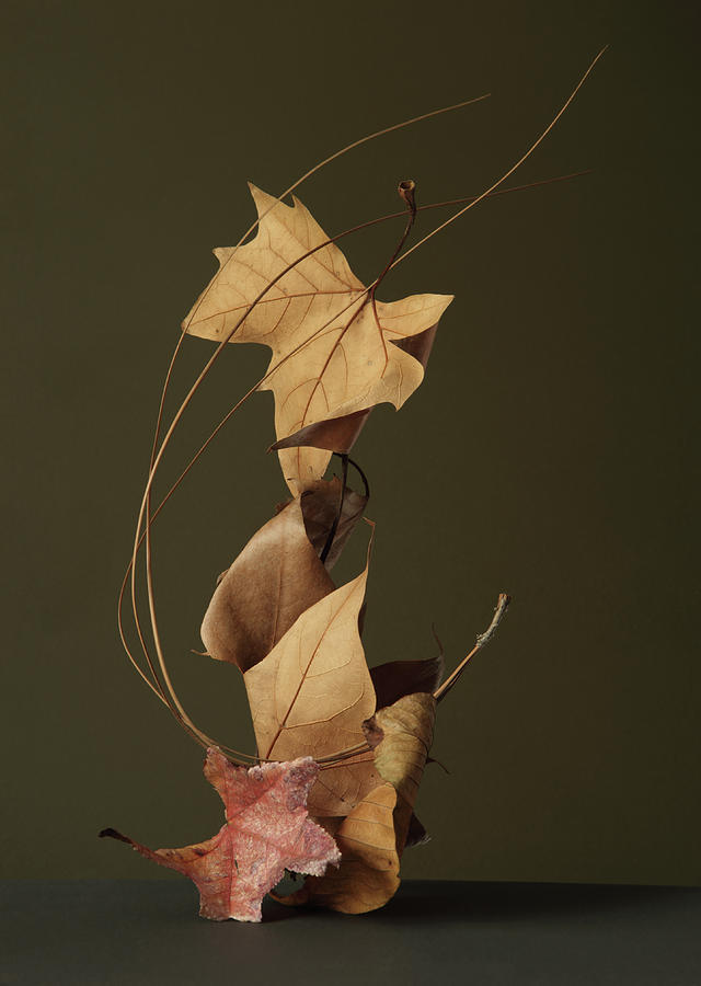 Dried Leaves In Stack Photograph by Paul Taylor