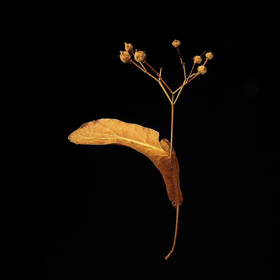 Dried Linden Tree Flower Photograph