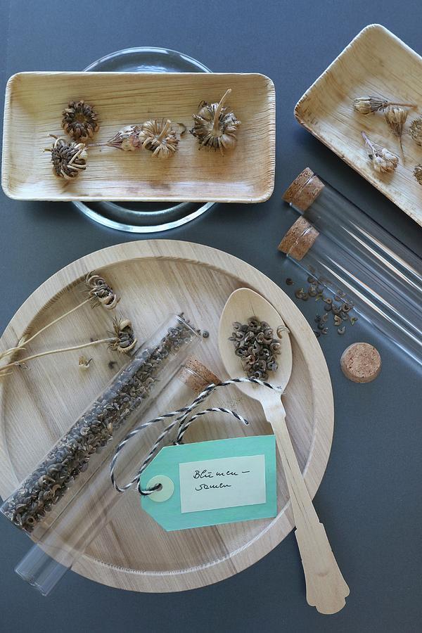 Dried Marigold Seeds In Test Tubes And In Wooden Dishes Photograph by Regina Hippel