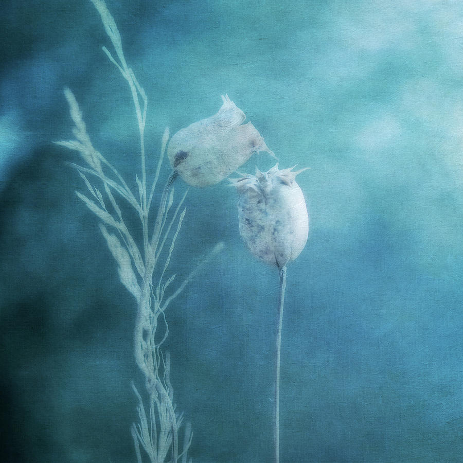 Dried Nigella Damascena As Dreamlike Photograph by Alexandre Fp