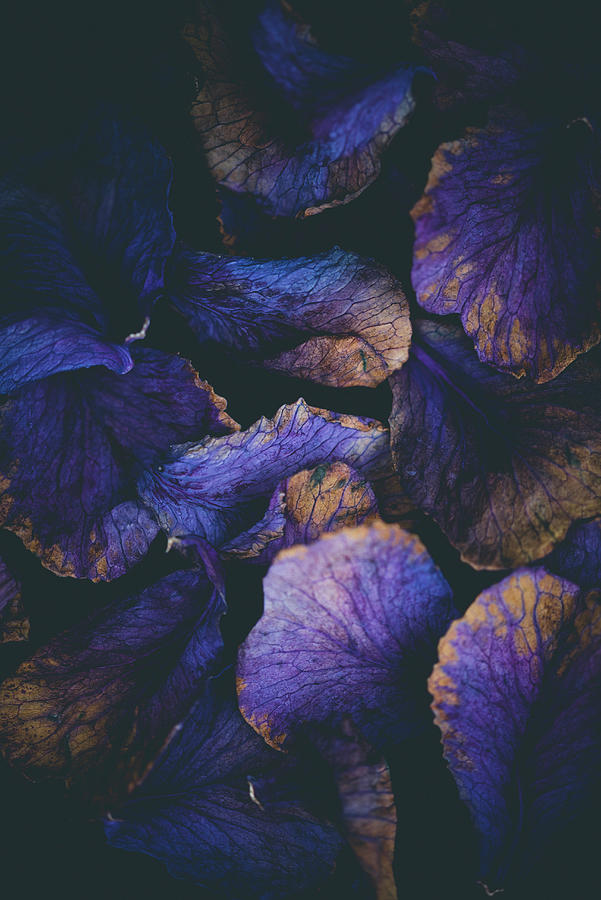 Dried Ornamental Cabbage Leaves brassica Oleracea Photograph by Kati Neudert