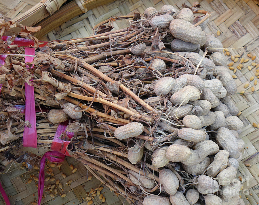 Dried Peanuts on Stalks by Yali Shi Dried Peanuts on Stalks by Yali Shi
