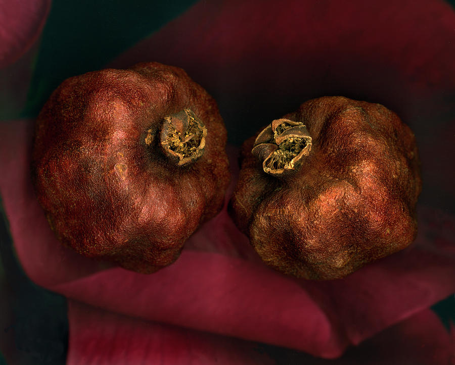 Dried Pomegranates, Close-up Photograph by John Grant