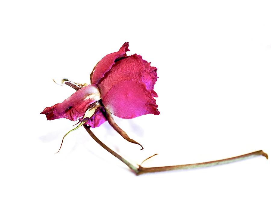 Dried Rose Photograph by Alida M Haslett