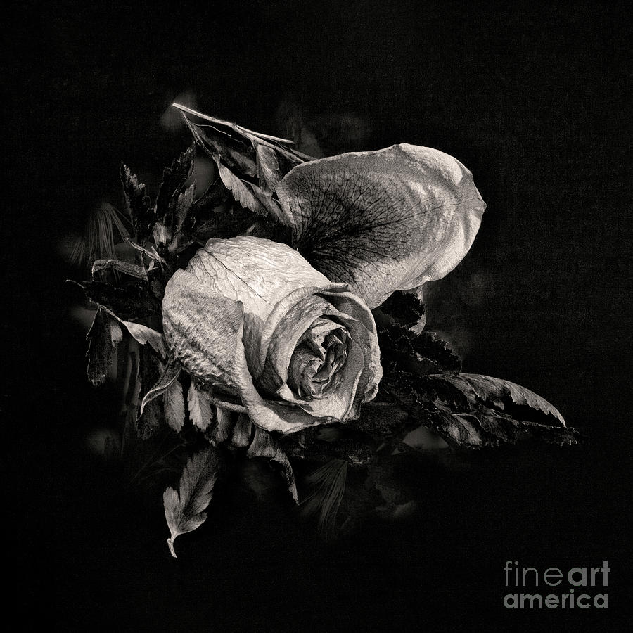 Two Dried Roses 1 Digital Art by Anthony Ellis - Pixels