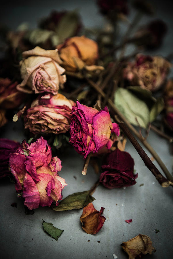 Dried Rose Petals Photograph by Ruud Pos