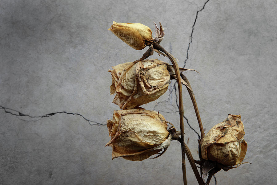 Dried Roses Photograph by Davealan