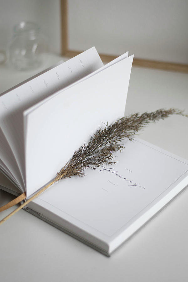 Dried Stem Of Grass In Notebook Photograph by Agata Dimmich