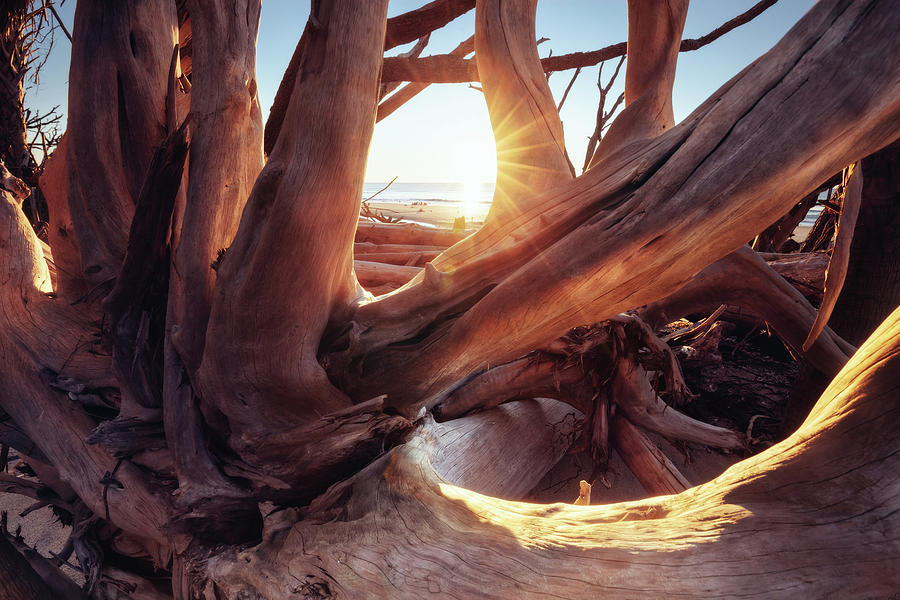 Dried Trees At Sunrise. Botany Bay Beach, Edisto Island, South Carolina, Usa Photograph by Cavan Images