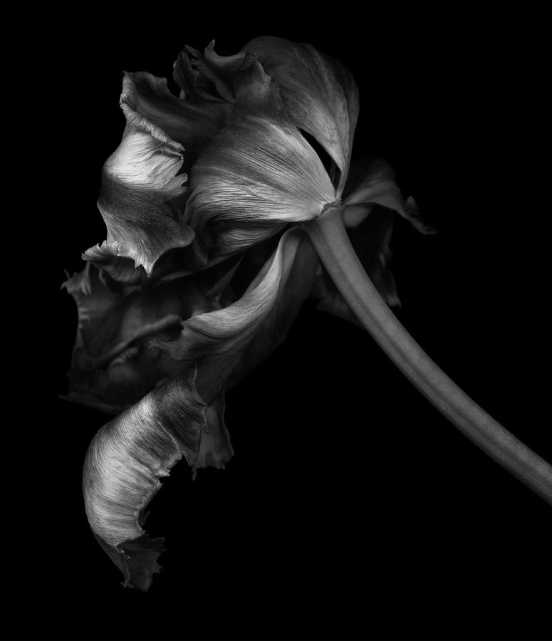 Dried Tulip Photograph by Ogphoto
