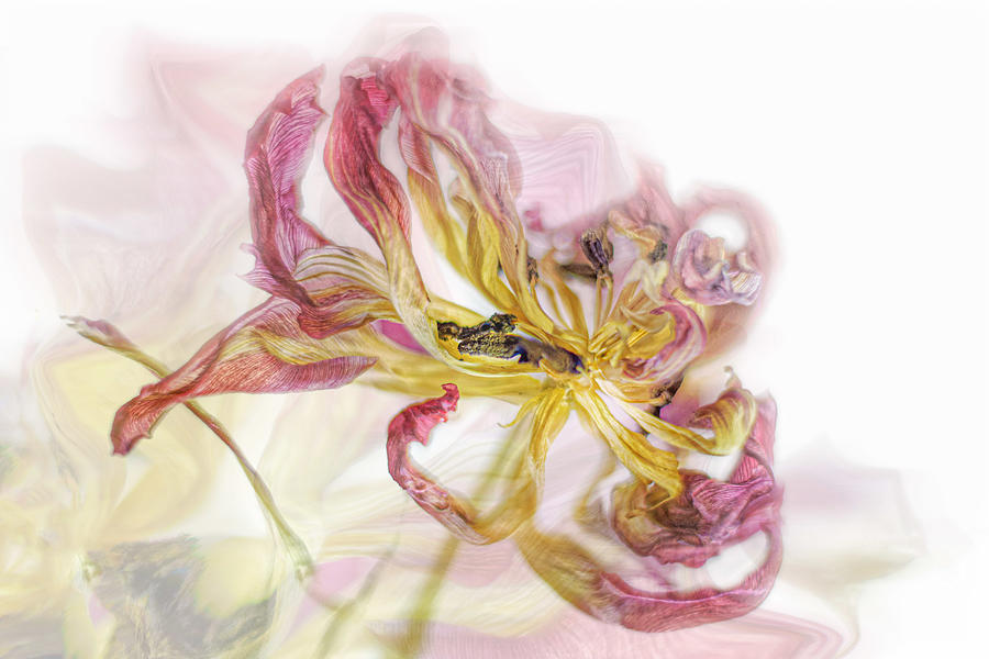 Flowers Still Life Photograph - Dried Tulip by Stephan Rckert