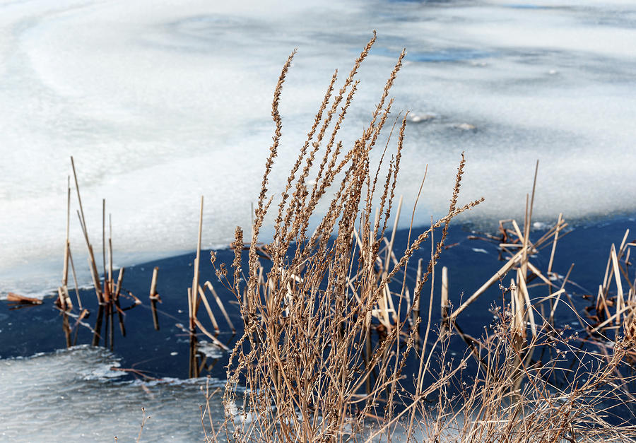 Winter Photograph - Dried Weeds And Ice On Pond by Anthony Paladino