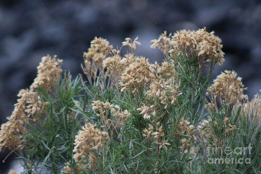 Dried Wildflowers at Bridal Falls Utah Photograph by Colleen Cornelius
