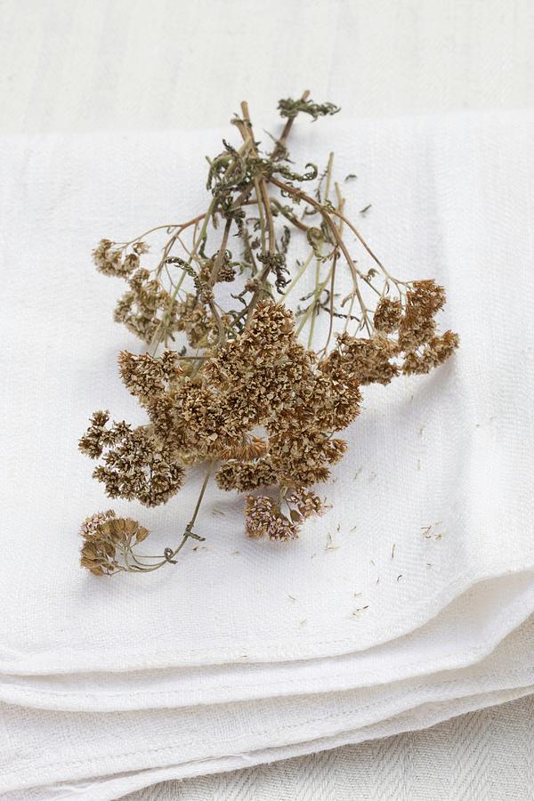Dried Yarrow On A Linen Cloth Outside Photograph by Sabine Lscher
