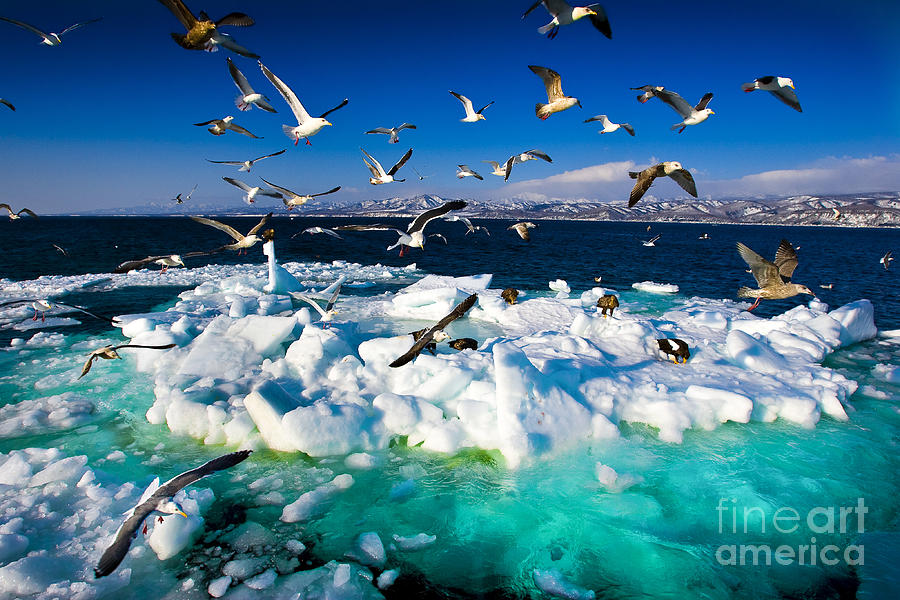 Untouched Photograph - Drift Ice by Kei Shooting Untouched Photograph - Drift Ice by Kei Shooting