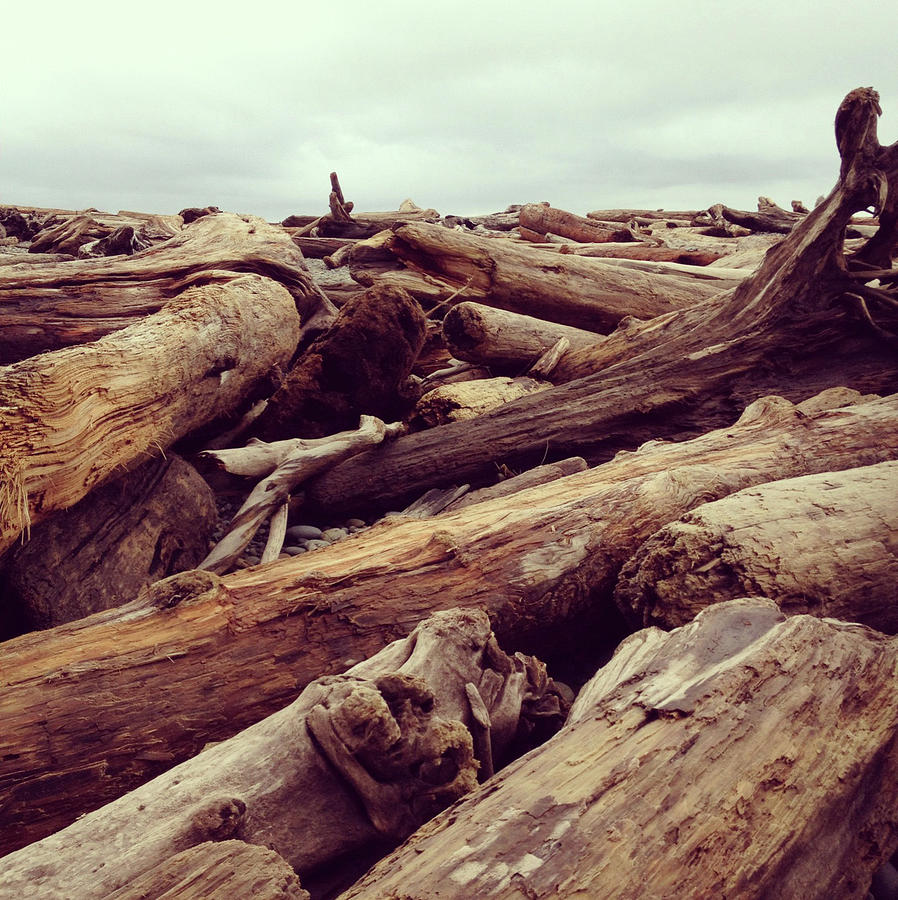Drift Logs Photograph by Kevinruss